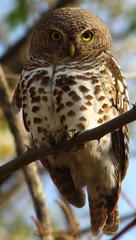 Glaucidium capense ngamiense
