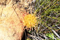 Leucospermum cordatum