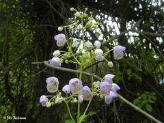 Jovellana punctata