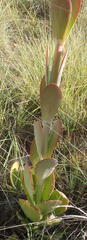 Kalanchoe thyrsiflora