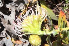 Leucospermum cordatum