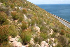 Leucospermum cordatum