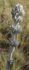 Kalanchoe thyrsiflora