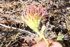 Leucospermum cordatum