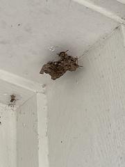 Mischocyttarus mexicanus