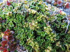 Azorella hydrocotyloides