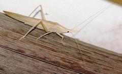 Pseudorhynchus hastifer