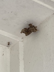 Mischocyttarus mexicanus