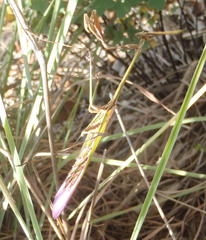 Hemiempusa capensis