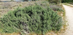 Nitraria billardierei