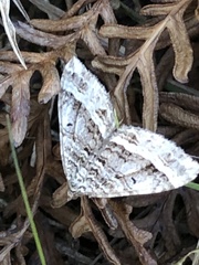 Chrysolarentia subrectaria