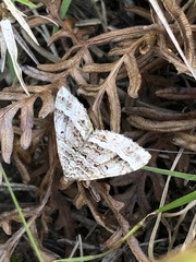 Chrysolarentia subrectaria