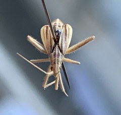 Phytocoris roseipennis