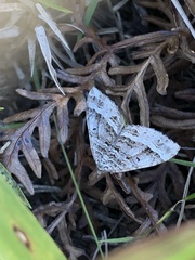 Chrysolarentia subrectaria