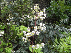 Jovellana punctata
