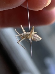 Phytocoris roseipennis