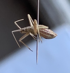 Phytocoris roseipennis