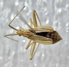 Phytocoris roseipennis