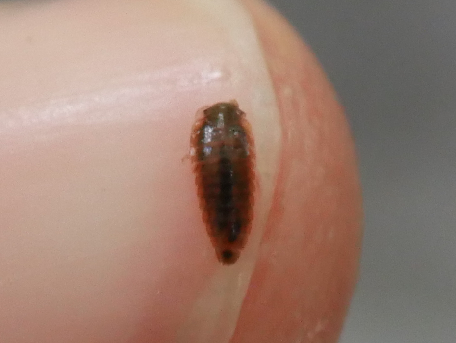 Elodes minuta