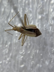 Phytocoris roseipennis