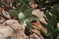 Leucospermum cordatum
