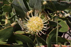 Leucospermum cordatum