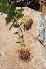 Leucospermum cordatum