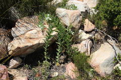 Leucospermum cordatum
