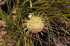 Leucospermum cordatum