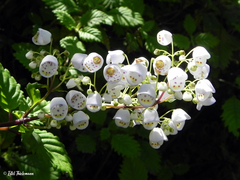 Jovellana punctata