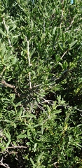 Nitraria billardierei