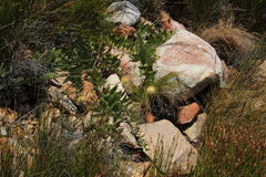 Leucospermum cordatum