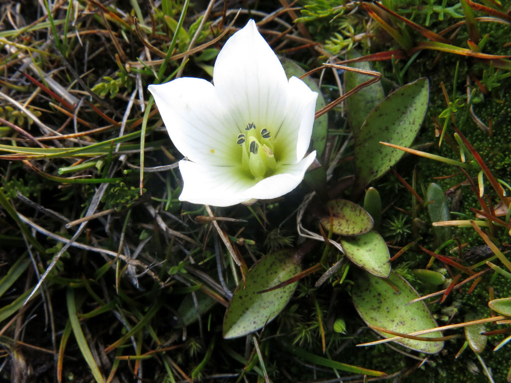 Gentianella amabilis