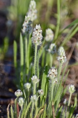 Plantago helleri