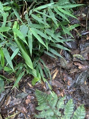 Bothrocophias microphthalmus