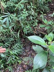 Bothrocophias microphthalmus