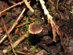 Auriscalpium vulgare