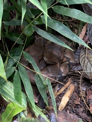 Bothrocophias microphthalmus