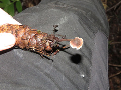 Auriscalpium vulgare