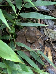 Bothrocophias microphthalmus