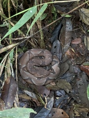 Bothrocophias microphthalmus