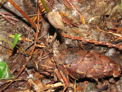 Auriscalpium vulgare