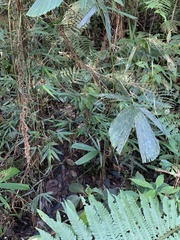 Bothrocophias microphthalmus