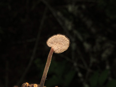 Auriscalpium vulgare