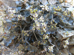 Gingidia enysii