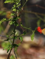 Hibiscus praeteritus image