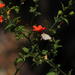 Hibiscus praeteritus - Photo (c) Robert Taylor, μερικά δικαιώματα διατηρούνται (CC BY), uploaded by Robert Taylor
