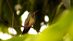 Amazilia yucatanensis