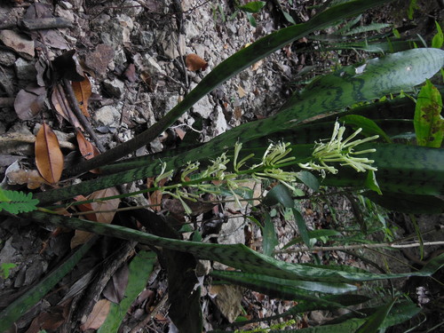 Sansevieria kirkii 'Star'