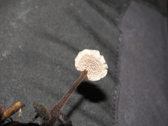 Auriscalpium vulgare